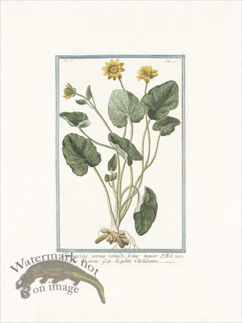 Bonelli 437 Yellow butter-cups